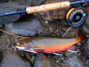 BrookTrout