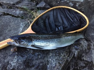 Salmon