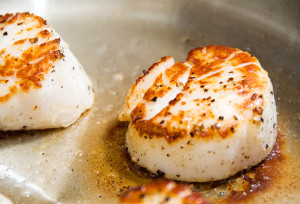 Scallops100