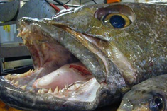 bass sea chilean toothfish patagonian live beautiful so